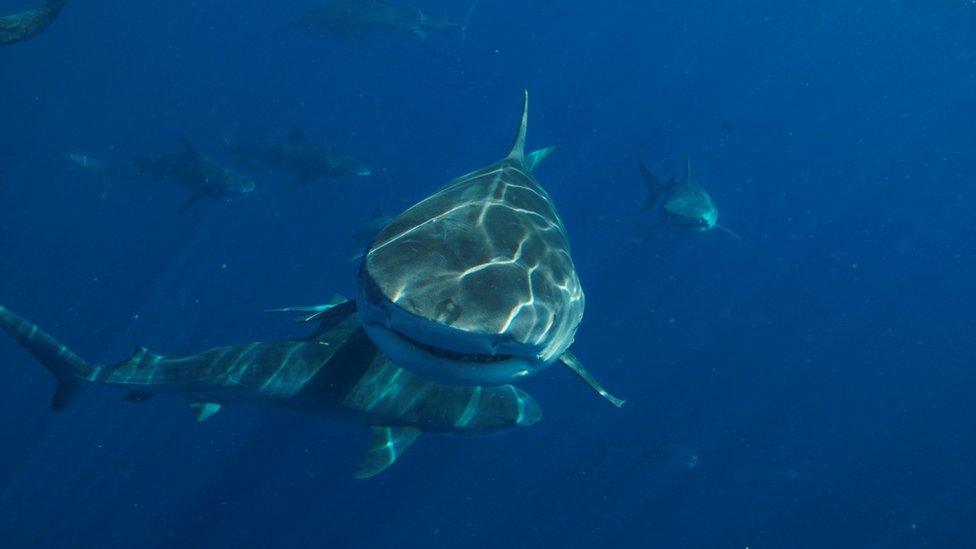 Tiger shark