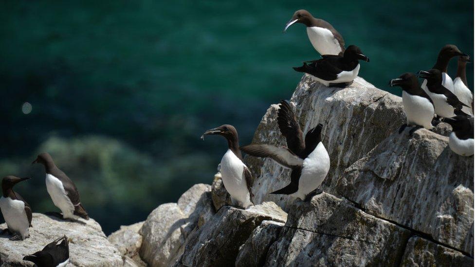 razorbills.