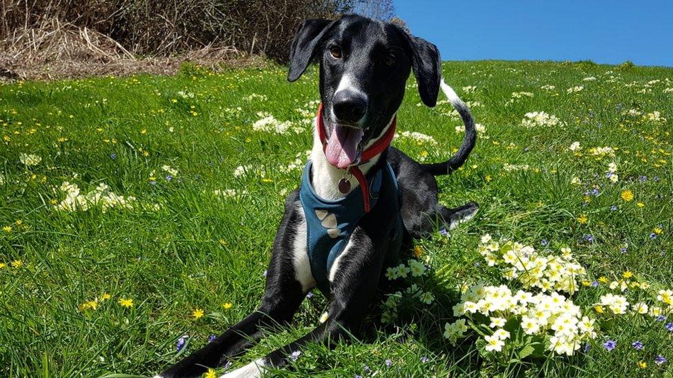 Hector the lonely lurcher