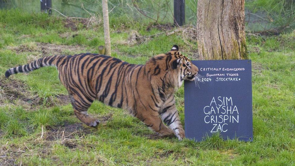 Sumatran tiger plays with stocktake board