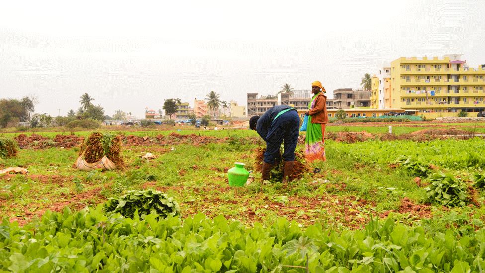 Farmers harvesting fresh spinach at Ramagondanahalli village