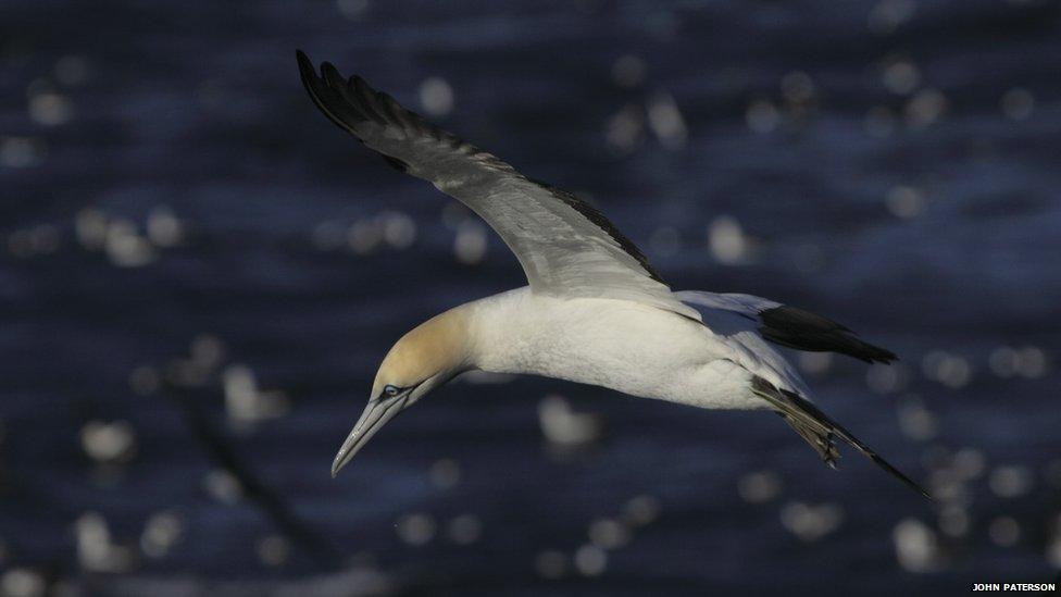 Cape gannet