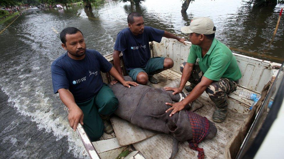 Rhino rescue