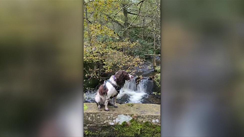 Dotty the Springer Spaniel