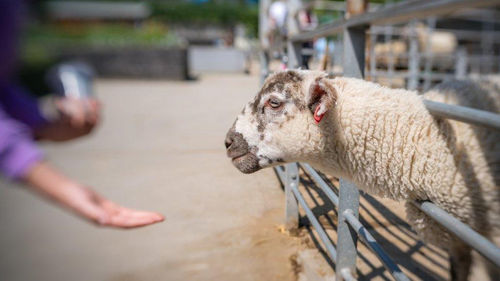 child feeds animal at a farm