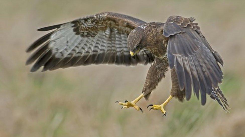 Buzzard