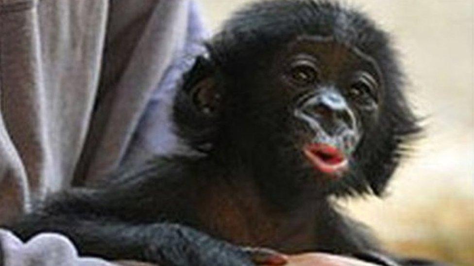 Bili the Bonobo