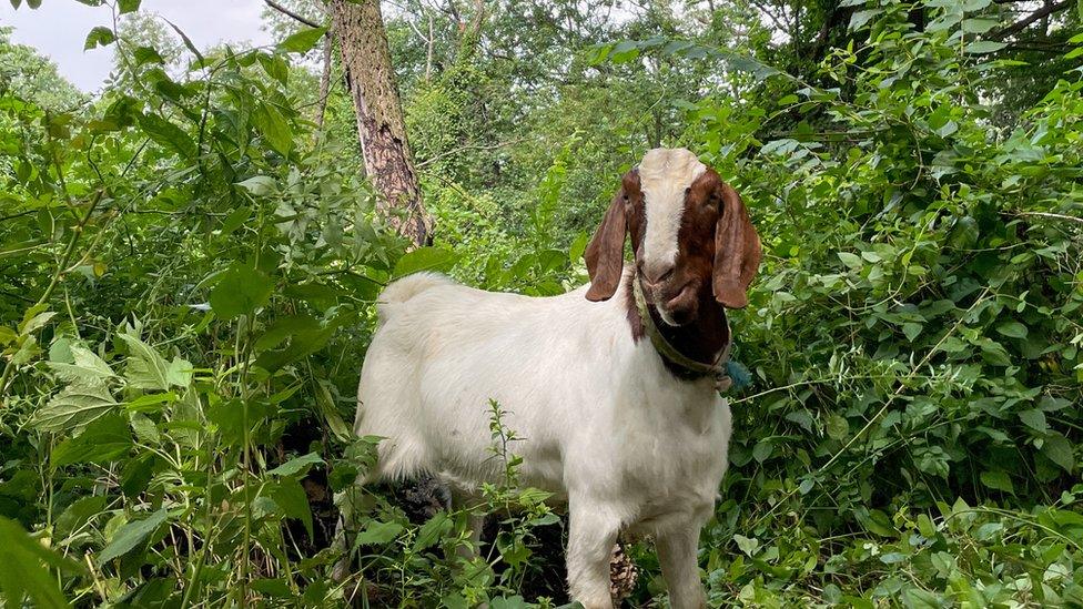 goats-in-manhattan-park