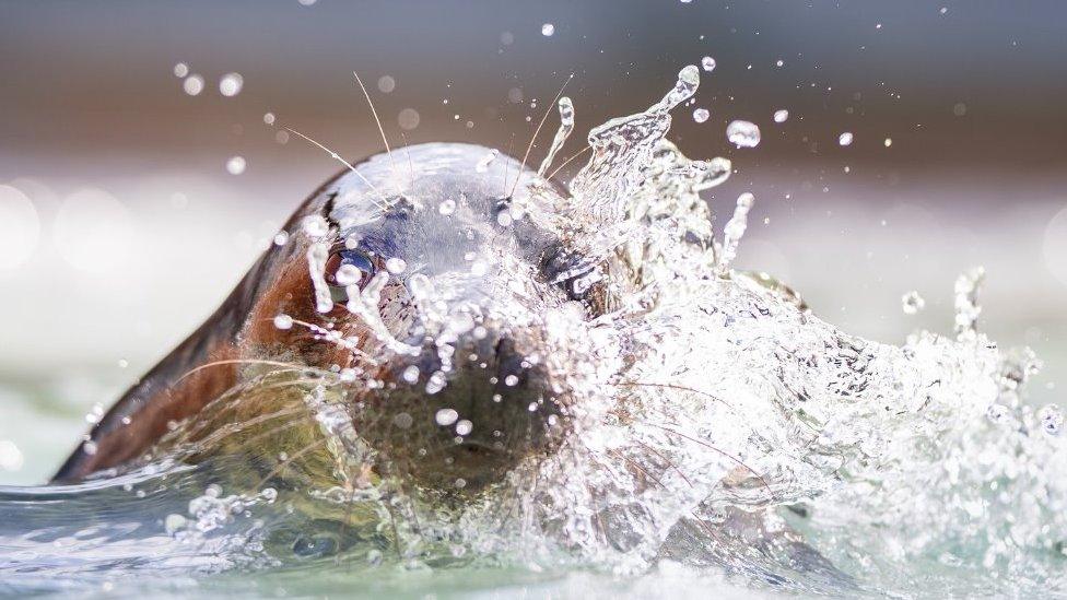 Seal pup swimming in water