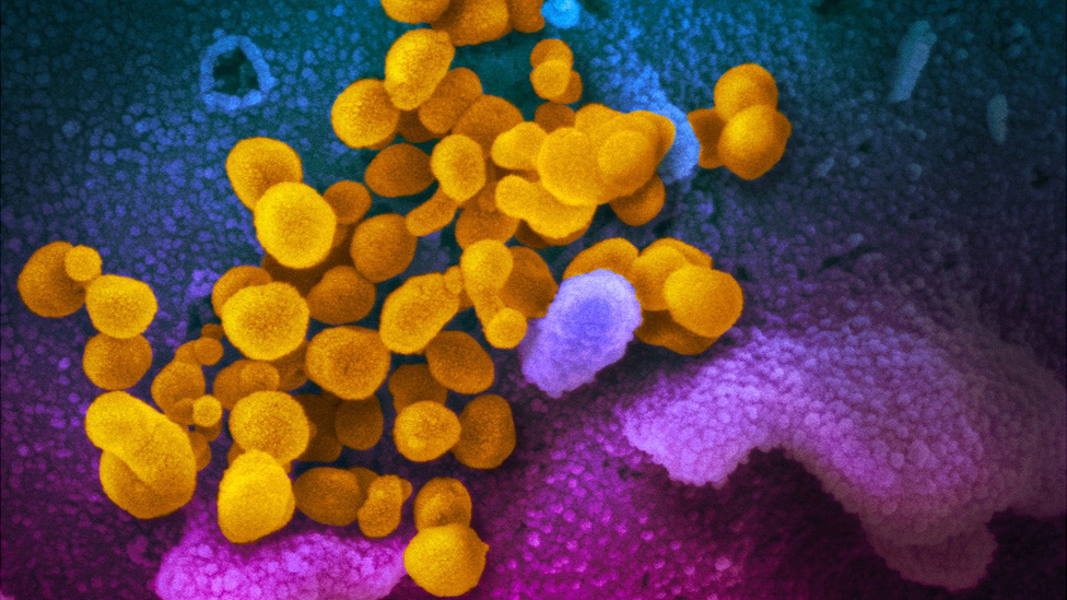 Covid-19 virus under the microscope