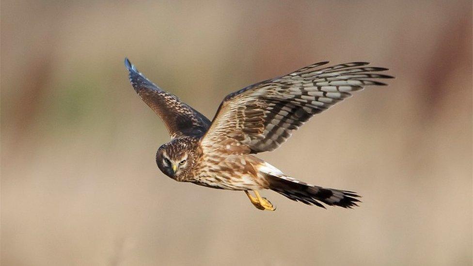 hen harrier