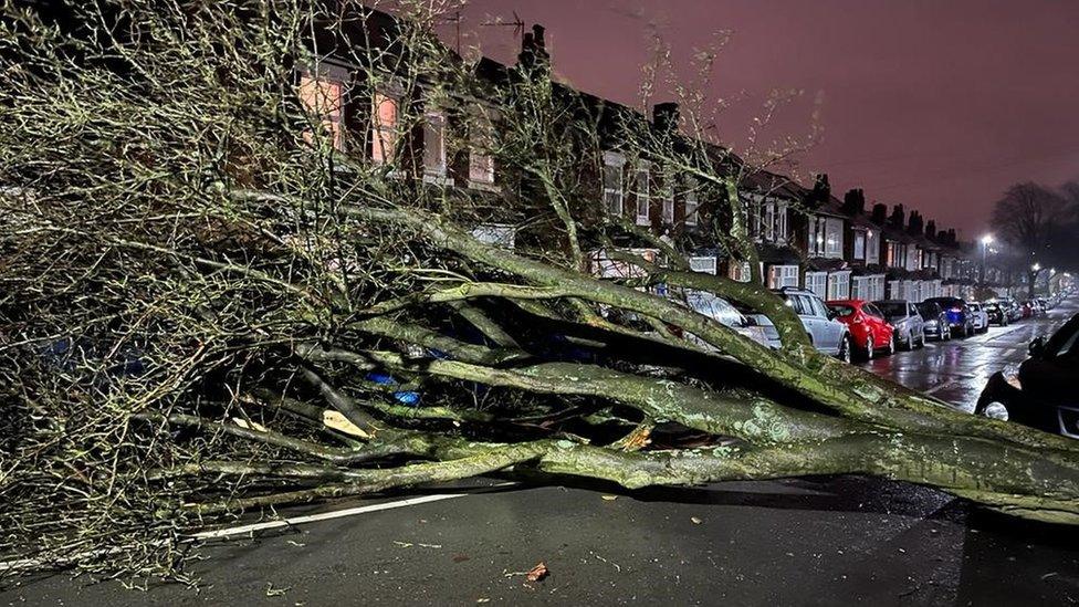 Tree down in Selly Oak