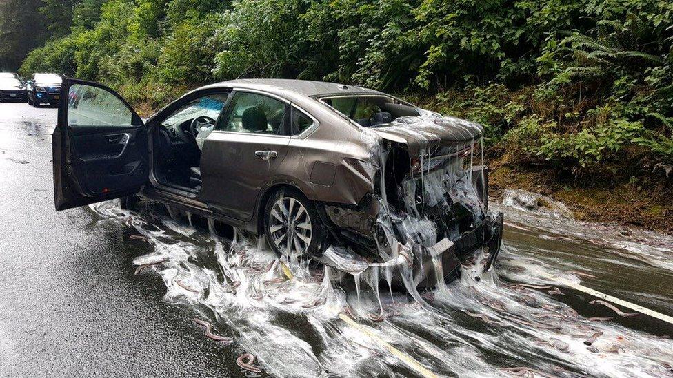 Slimed car in Oregon