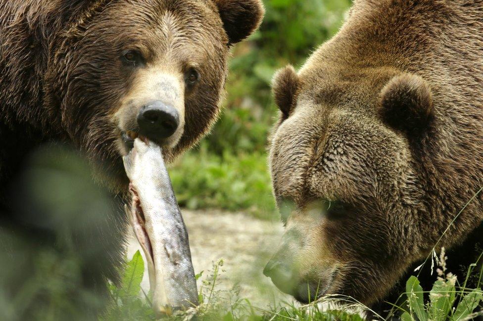 Grizzly bears are a protected species