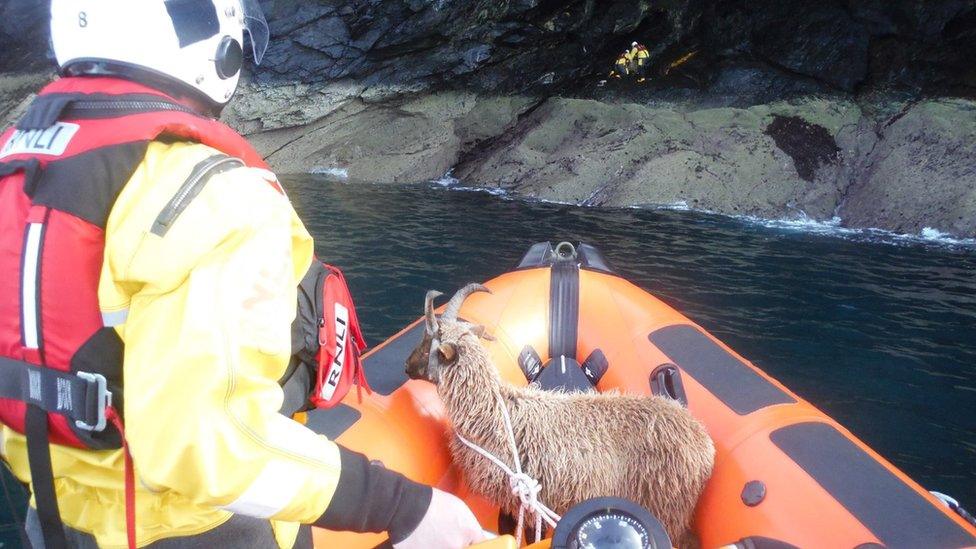 Loaghtan rescue