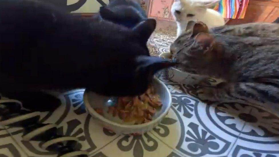 Cats eating