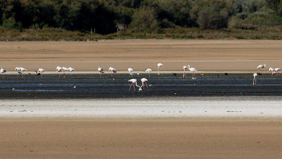 Drought in Spain forces Flamingos to go elsewhere