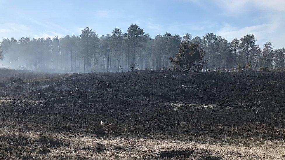 Fire damage at Wareham Forest