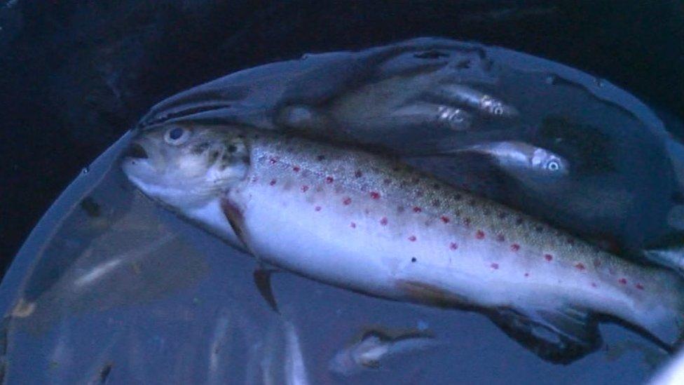 Dead brown trout