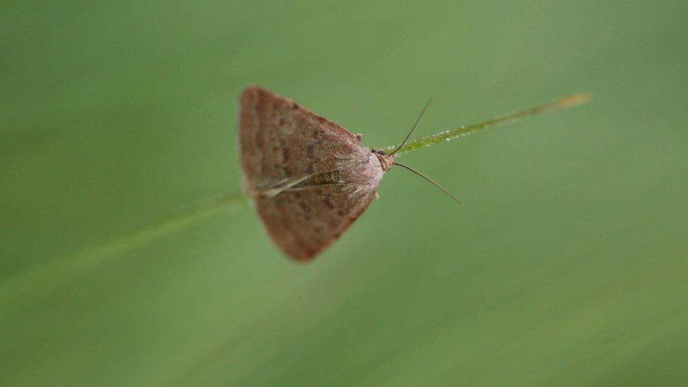 one of the two moths found on the Isle of Wight