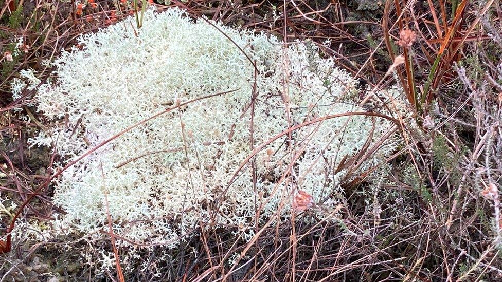 Ballynahone Bog damaged lichen