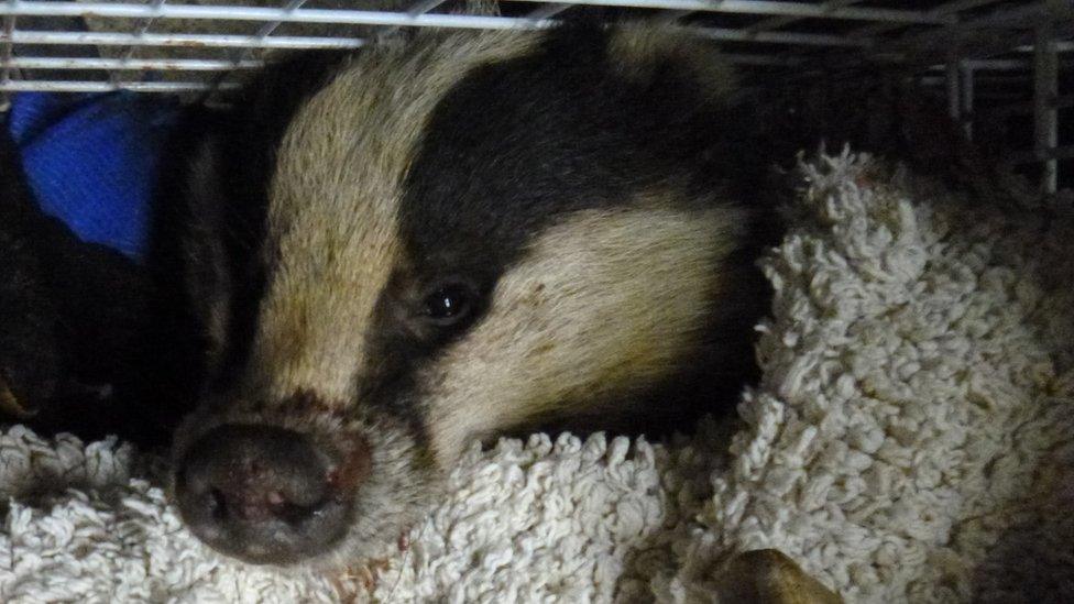 Injured badger