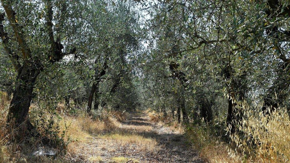 Olive tree farm in Chianti, Italy, 29 July 2022