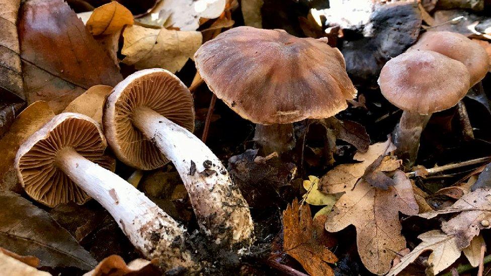 Cortinarius heatherae