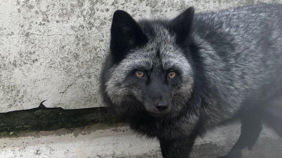 Shadow, the silver fox, looks into the distance