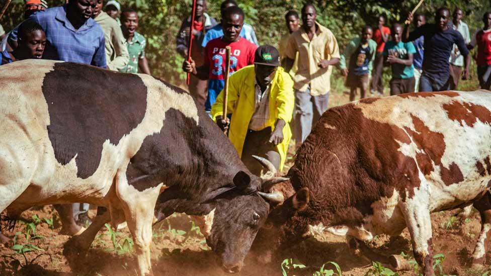 People cheering as two bulls go head-to-head in western Kenya