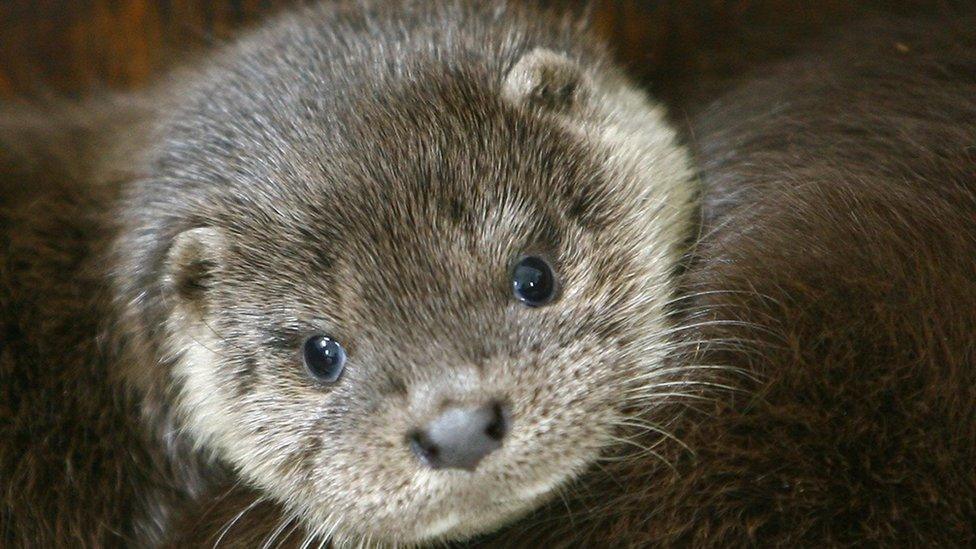 A baby European otter