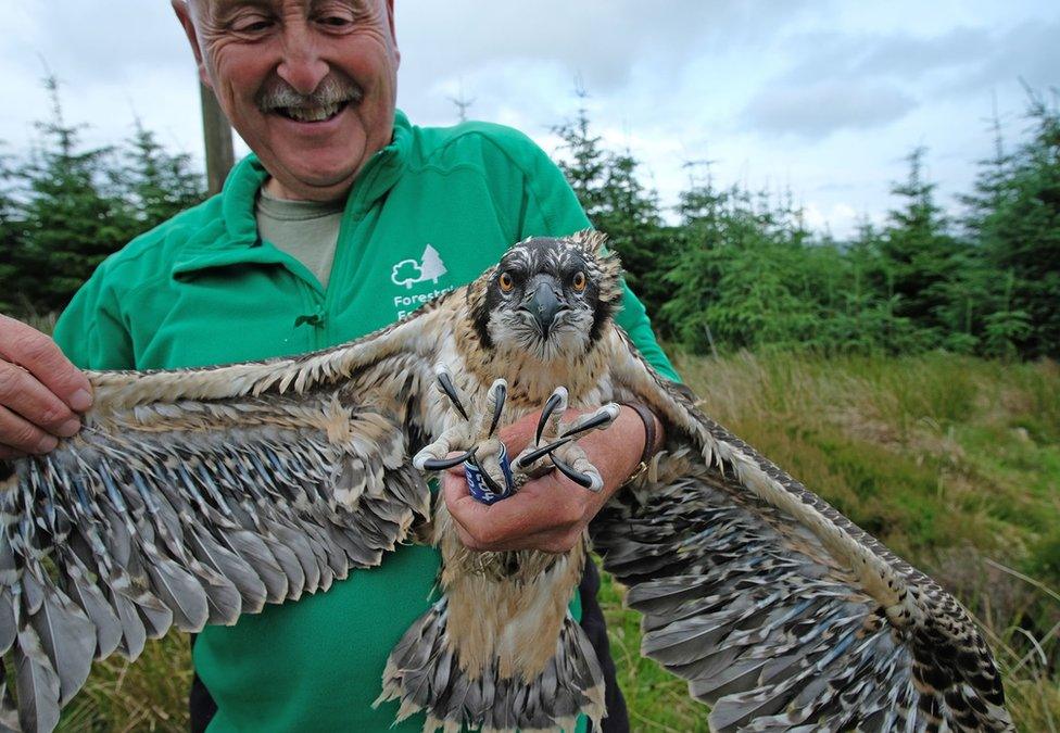 An osprey chick with a ring around its foot and spreading its wings