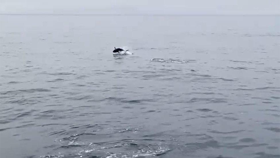 A school of tuna jumping off Welsh coast