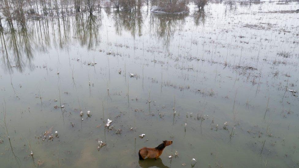 A wild horse roaming across flooded Krčedinska Ada