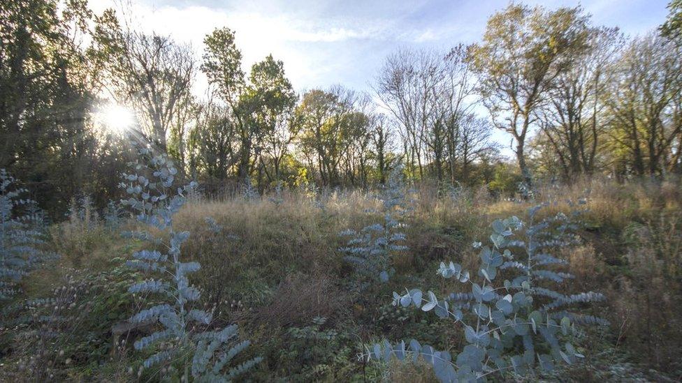 Llwyneinion Woods - photo by Geraint Roberts