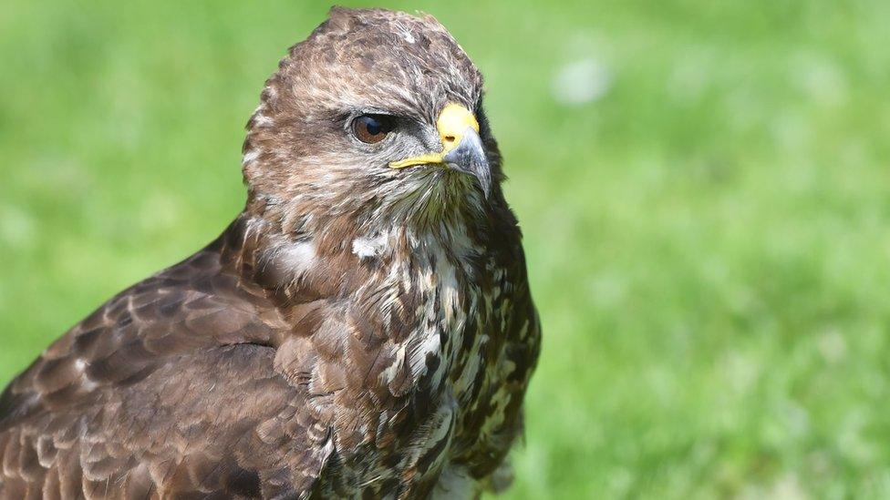 Common Buzzard