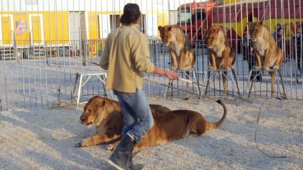 A circus with a lion being made to perform tricks