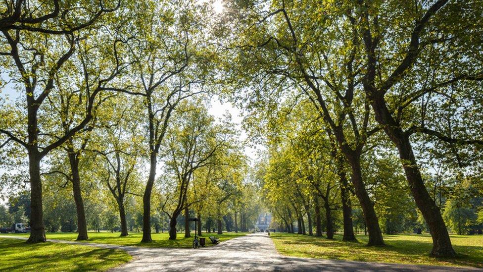 hyde park trees