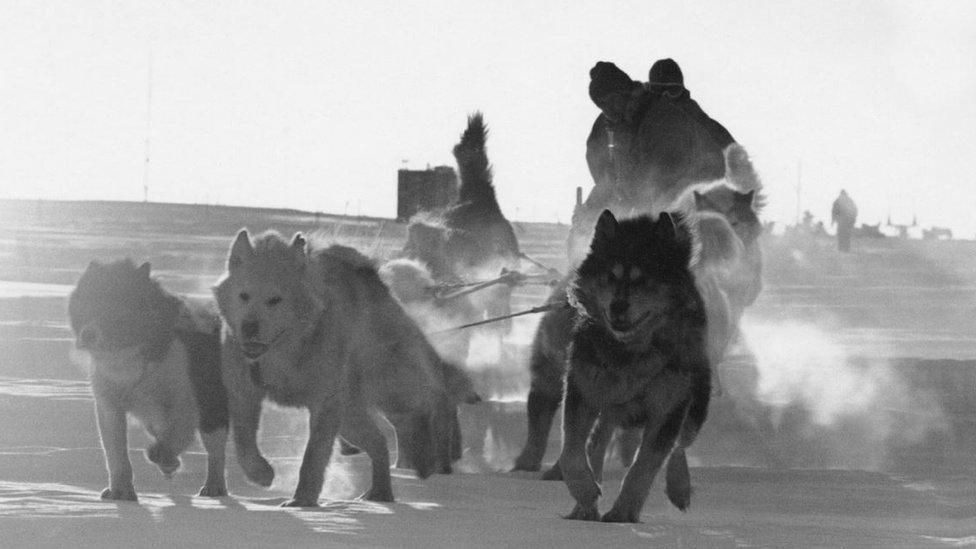 Dog sled team in the Antarctic