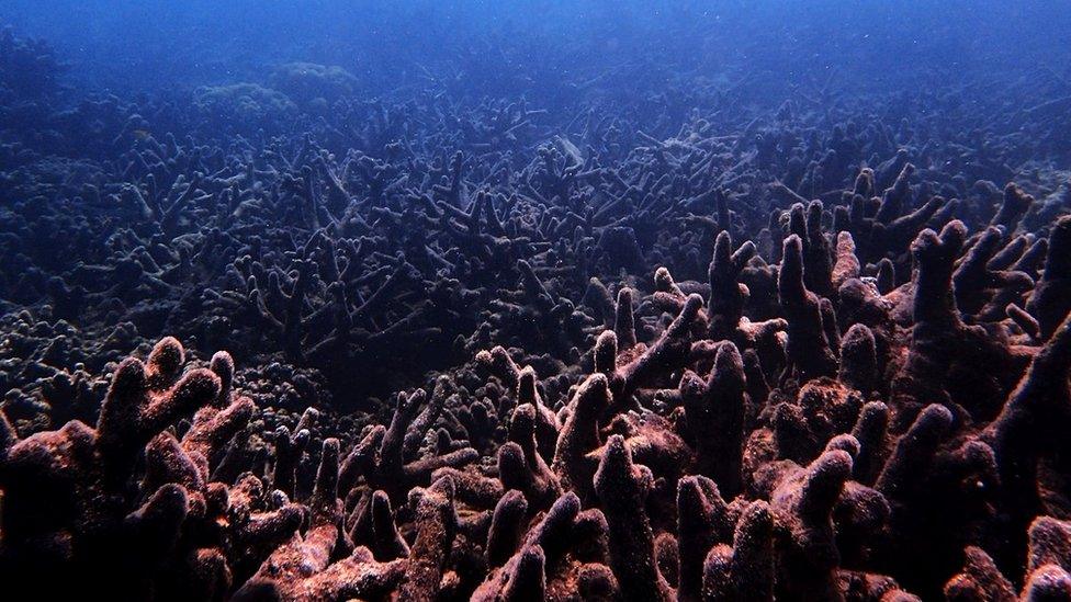 Degraded coral on the Great Barrier Reef