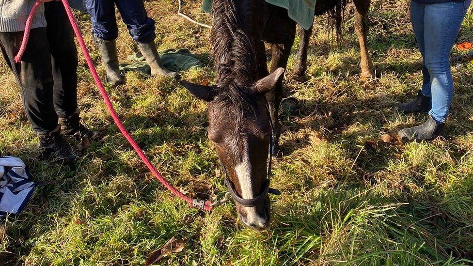 Horse standing