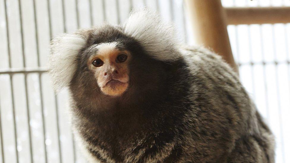 A monkey