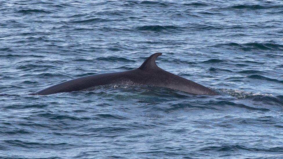 Minke whale courtesy of Frank Wildman