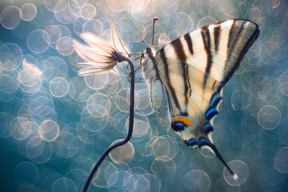 A white and blue butterfly on a sunlit stem