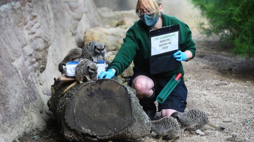 Zoo keeper Laura Garrett encourages meerkats with food to weighing scales at ZSL London Zoo 2020 weigh-in and measurement, in London.