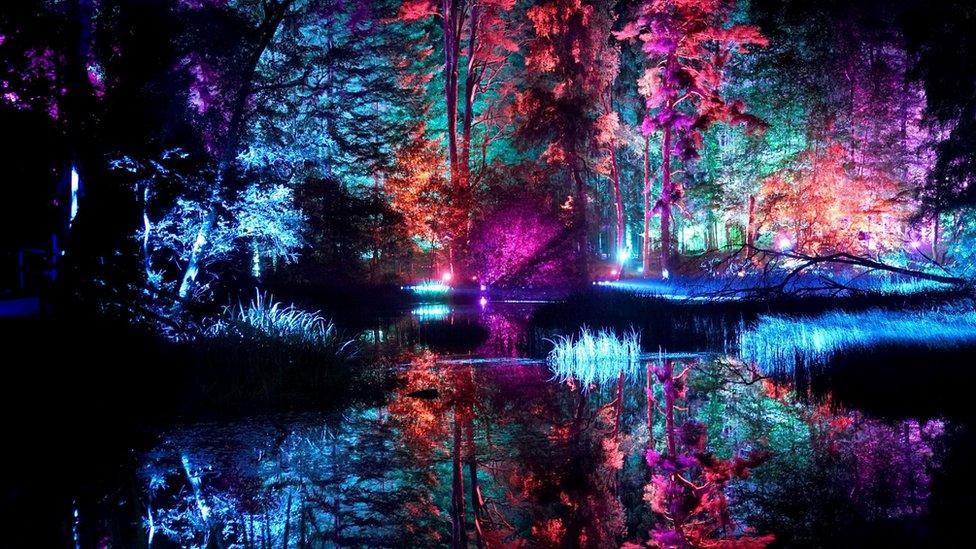 Enchanted Forest