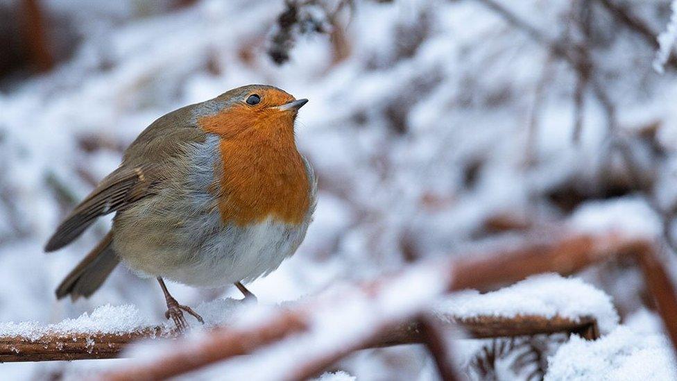 Robin in the snow, Corwen, north Wales.