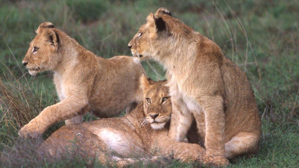 Lioness and cubs