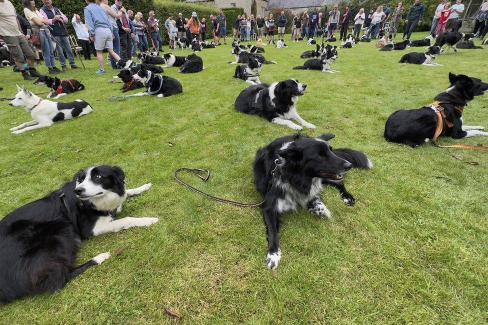 Some of the collies