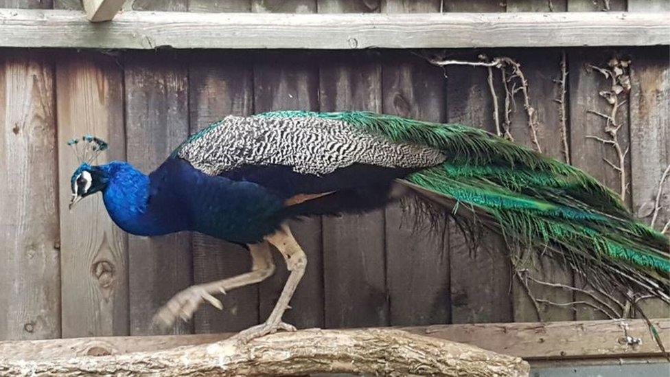 Pixie the peacock